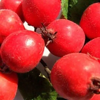 Боярышник КРУПНОПЛОДНЫЙ — описание сорта Боярышник КРУПНОПЛОДНЫЙ в Ставрополе