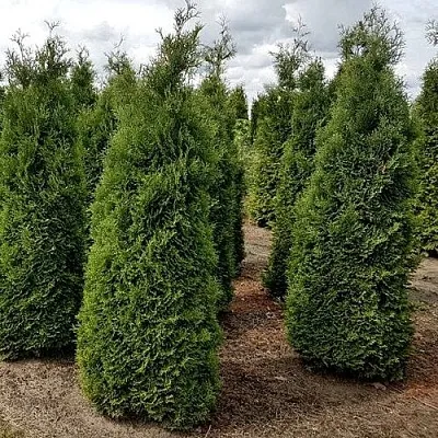 Туя ХОЛМСТРУП западная  Туя ХОЛМСТРУП западная в Ставрополе