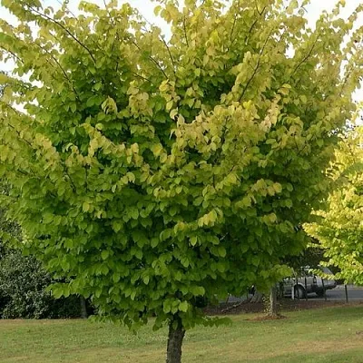 Вяз обыкновенный  Вяз обыкновенный в Ставрополе