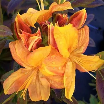 Азалия КЛОНДАЙК листопадная  Азалия КЛОНДАЙК листопадная в Ставрополе