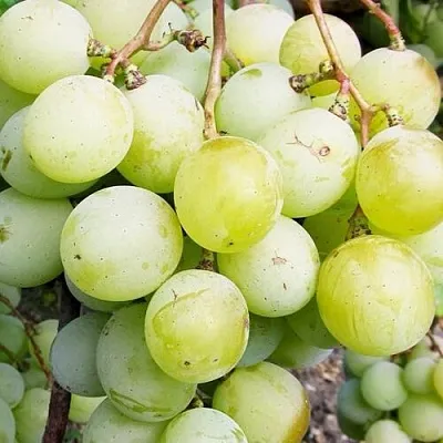 Виноград КЕША МУСКАТ  Виноград КЕША МУСКАТ в Ставрополе