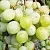 Виноград КЕША МУСКАТ в Ставрополе