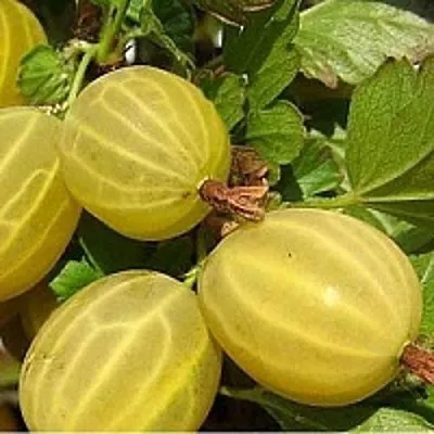 Крыжовник ЯРОВОЙ в Ставрополе