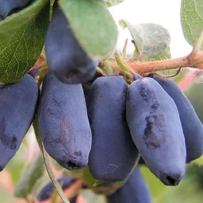 Жимолость съедобная ЛАКОМКА  Жимолость съедобная ЛАКОМКА в Ставрополе