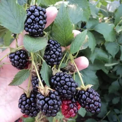 Ежевика ОУАЧИТА бесшипная — описание сорта Ежевика ОУАЧИТА бесшипная в Ставрополе