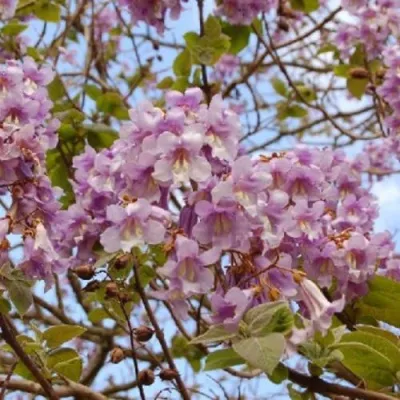 Павлония ПАО ТОГН Z07 в Ставрополе