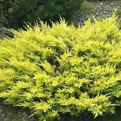 Можжевельник ЛАЙМ ГЛОУ горизонтальный  Можжевельник ЛАЙМ ГЛОУ горизонтальный в Ставрополе