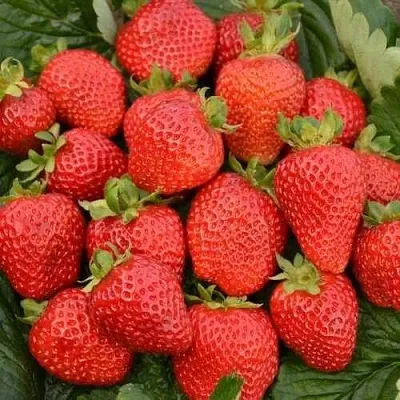 Клубника САН АНДРЕАС ремонтантная  Клубника САН АНДРЕАС ремонтантная в Ставрополе