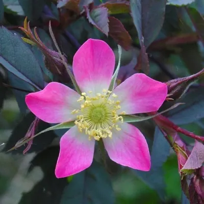 Саженцы роз сизая — описание сорта Саженцы роз сизая в Ставрополе