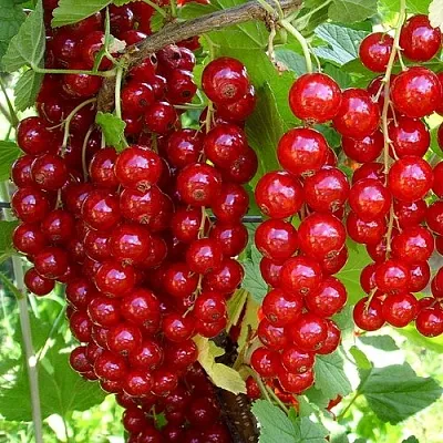 Смородина красная ЙОНКЕР ВАН ТЕТС  Смородина красная ЙОНКЕР ВАН ТЕТС в Ставрополе