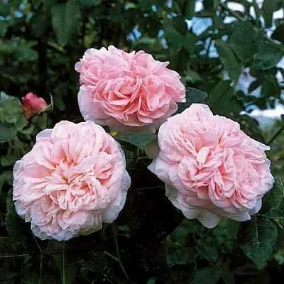 Саженцы роз КЛЭР РОУЗ английская  Саженцы роз КЛЭР РОУЗ английская в Ставрополе