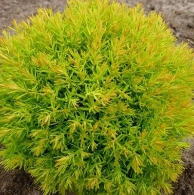 Туя АННИЕК западная  Туя АННИЕК западная в Ставрополе