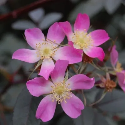 Саженцы роз сизая — описание сорта Саженцы роз сизая в Ставрополе