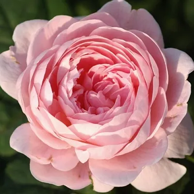 Саженцы роз КУИН ОФ СУИДЕН английская  Саженцы роз КУИН ОФ СУИДЕН английская в Ставрополе