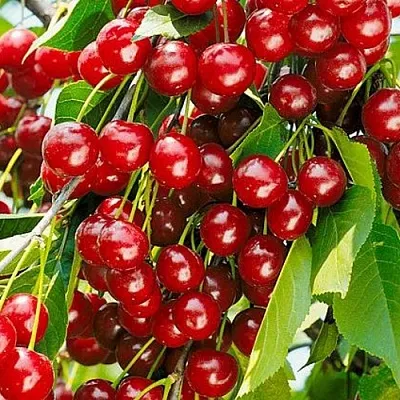 Вишня БРУСНИЦЫНА степная в Ставрополе