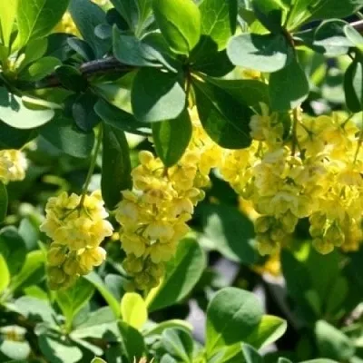 Барбарис ИНДИАН САММЕР   Барбарис ИНДИАН САММЕР  в Ставрополе