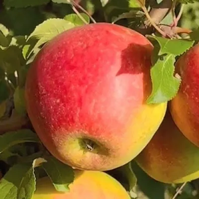 Яблоня САКАВИТА в Ставрополе