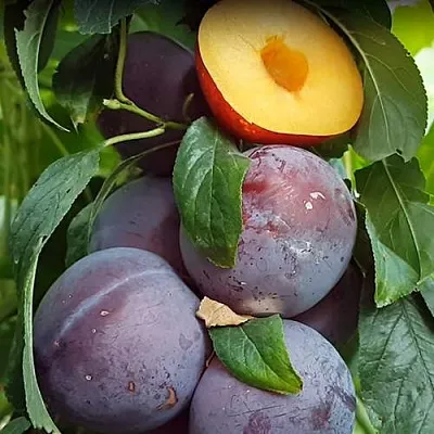 НЕКТАПРИУМ  НЕКТАПРИУМ в Ставрополе