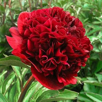 Пион РЕД ГРЕЙС травянистый  Пион РЕД ГРЕЙС травянистый в Ставрополе