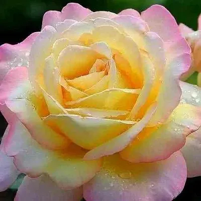 Саженцы роз ГЛОРИЯ ДЕЙ чайно-гибридная  Саженцы роз ГЛОРИЯ ДЕЙ чайно-гибридная в Ставрополе