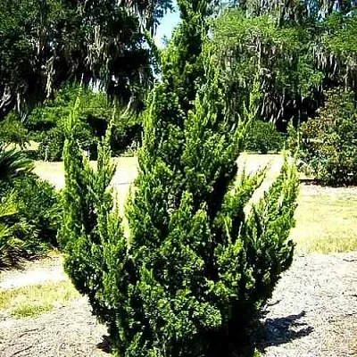 Можжевельник КАЙЗУКА китайский  Можжевельник КАЙЗУКА китайский в Ставрополе