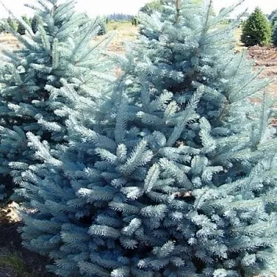 Ель ГЛАУКА колючая в Ставрополе