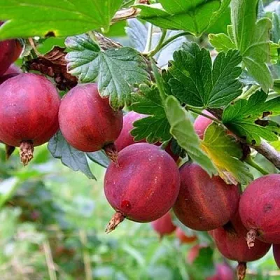 Крыжовник КРАСНОСЛАВЯНСКИЙ в Ставрополе