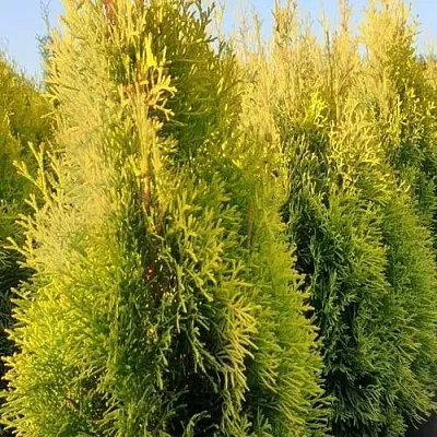 Туя ГОЛДЕН СМАРАГД западная  Туя ГОЛДЕН СМАРАГД западная в Ставрополе