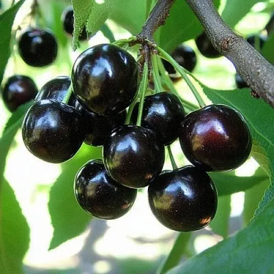 Вишня РОССОШАНСКАЯ ЧЕРНАЯ в Ставрополе