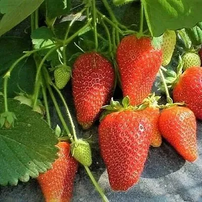 Клубника РОКСАНА  Клубника РОКСАНА в Ставрополе