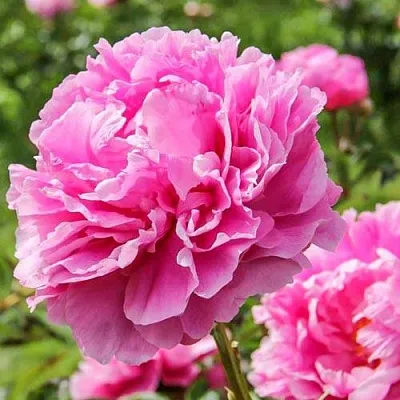 Пион АЛЕКСАНДР ФЛЕМИНГ травянистый  Пион АЛЕКСАНДР ФЛЕМИНГ травянистый в Ставрополе