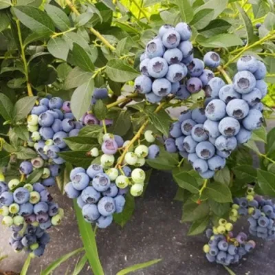 Голубика ОСОРНО — описание сорта Голубика ОСОРНО в Ставрополе