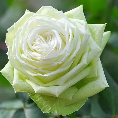 Саженцы роз ВАКАНА японская  Саженцы роз ВАКАНА японская в Ставрополе