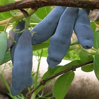 Жимолость съедобная ЛЕНИНГРАДСКИЙ ВЕЛИКАН  Жимолость съедобная ЛЕНИНГРАДСКИЙ ВЕЛИКАН в Ставрополе