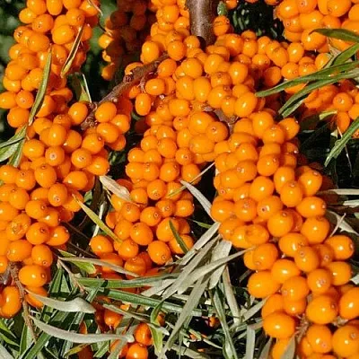 Облепиха ЕЛИЗАВЕТА в Ставрополе