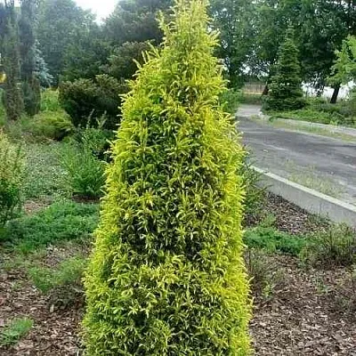 Можжевельник ГОЛД КОН обыкновенный  Можжевельник ГОЛД КОН обыкновенный в Ставрополе