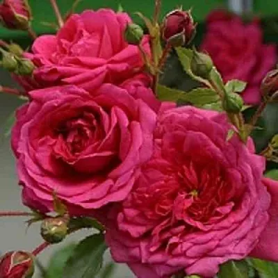 Саженцы роз ЛАГУНА плетистая  Саженцы роз ЛАГУНА плетистая в Ставрополе