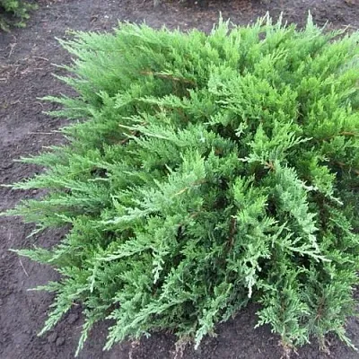 Можжевельник ТАМАРИСЦИФОЛИЯ казацкий  Можжевельник ТАМАРИСЦИФОЛИЯ казацкий в Ставрополе