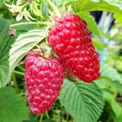 Малина ПШЕХИБА  Малина ПШЕХИБА в Ставрополе