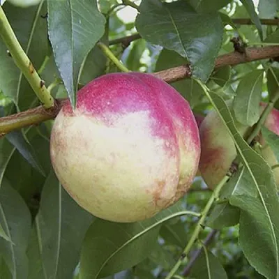 ПИЧЕРИН  ПИЧЕРИН в Ставрополе