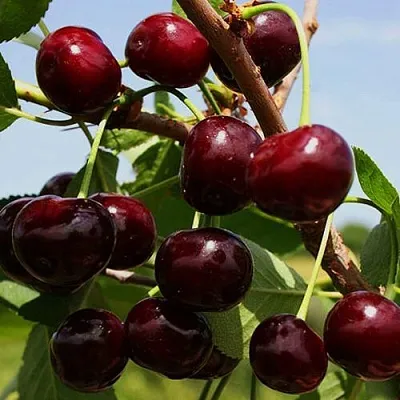 Вишня РОВЕСНИЦА в Ставрополе