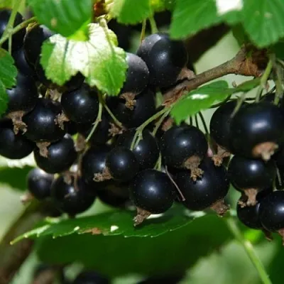 Смородина черная ГЛОБУС  Смородина черная ГЛОБУС в Ставрополе