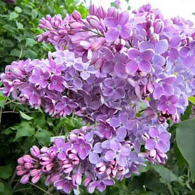 Сирень ОЛЯ в Ставрополе