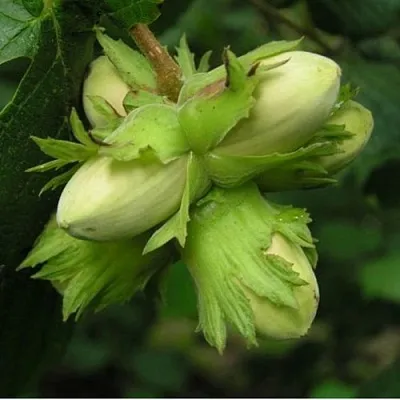 Фундук ТАМБОВСКИЙ ПОЗДНИЙ  Фундук ТАМБОВСКИЙ ПОЗДНИЙ в Ставрополе