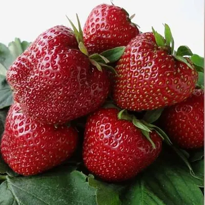 Клубника НАБИЛА  Клубника НАБИЛА в Ставрополе