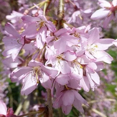 Сакура ПЕНДУЛА РУБРА в Ставрополе
