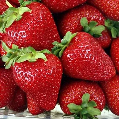 Клубника СКАЛА  Клубника СКАЛА в Ставрополе