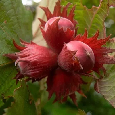 Фундук МОСКОВСКИЙ РУБИН  Фундук МОСКОВСКИЙ РУБИН в Ставрополе