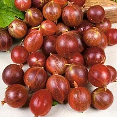 Крыжовник ОЛАВИ (ХИННОНМАЕН ПУНАЙНЕН) в Ставрополе