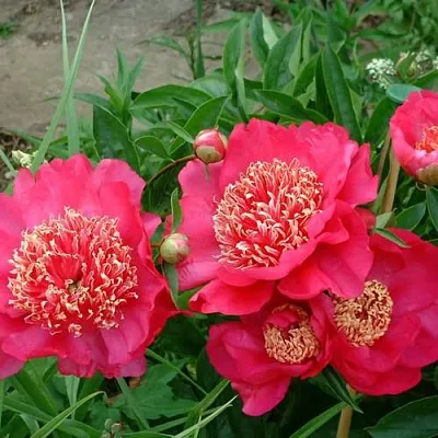 Пион БАРРИНГТОН БЕЛЬ травянистый  Пион БАРРИНГТОН БЕЛЬ травянистый в Ставрополе